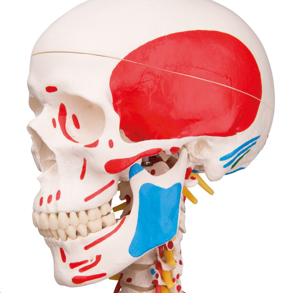 Sam Skeleton with Muscles and Ligaments on Hanging Stand – GTSimulators.com