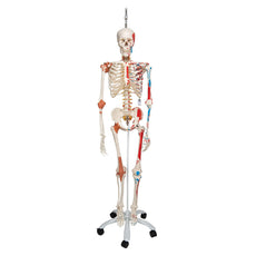 Sam Skeleton with Muscles and Ligaments on Hanging Stand