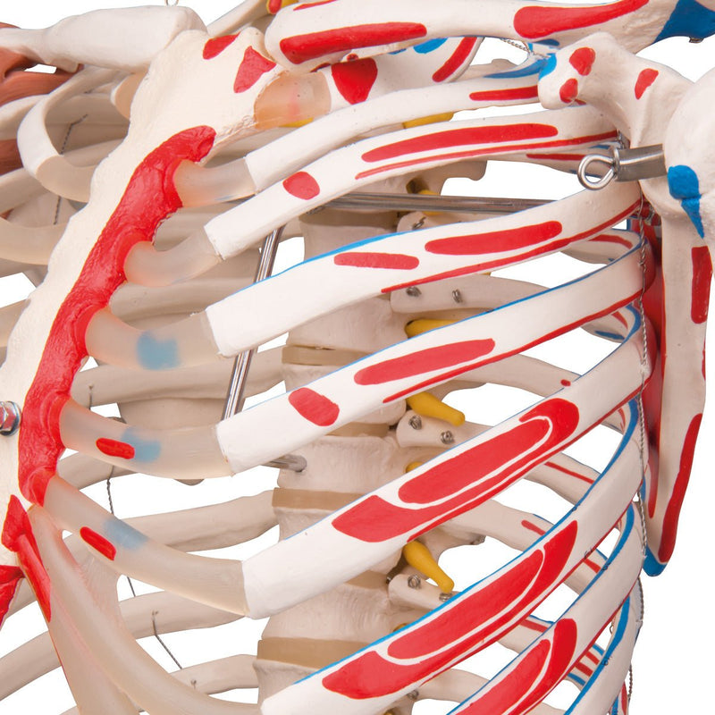 Sam Skeleton with Muscles and Ligaments on Hanging Stand – GTSimulators.com
