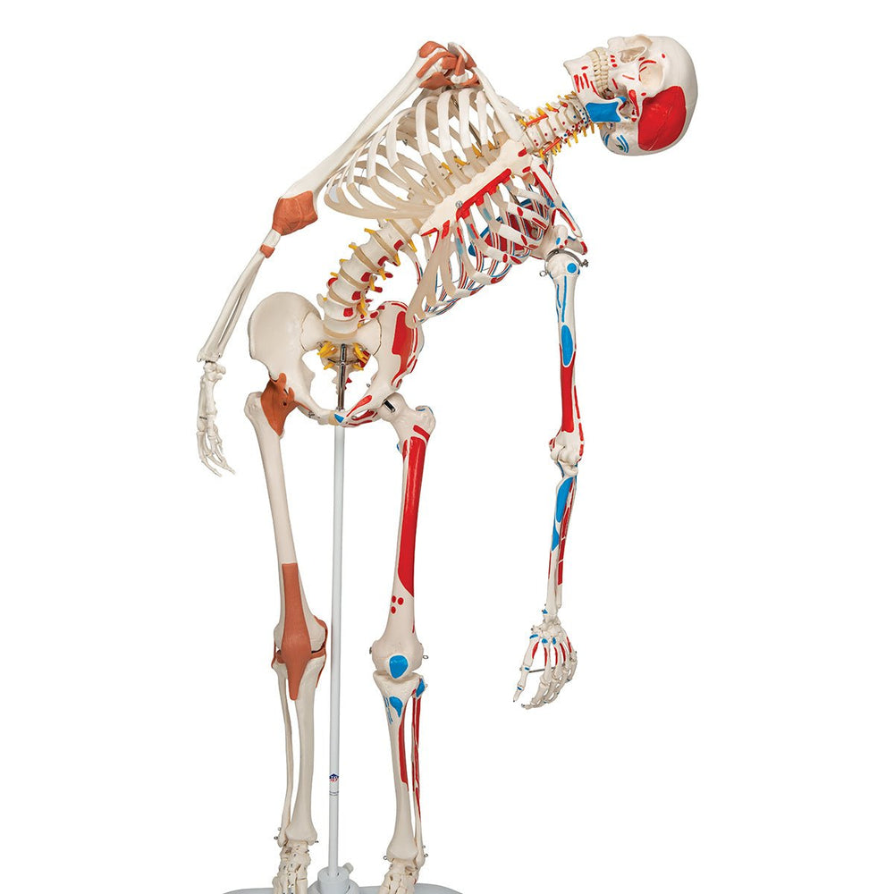 Sam Skeleton with Muscles and Ligaments on Pelvic Stand – GTSimulators.com