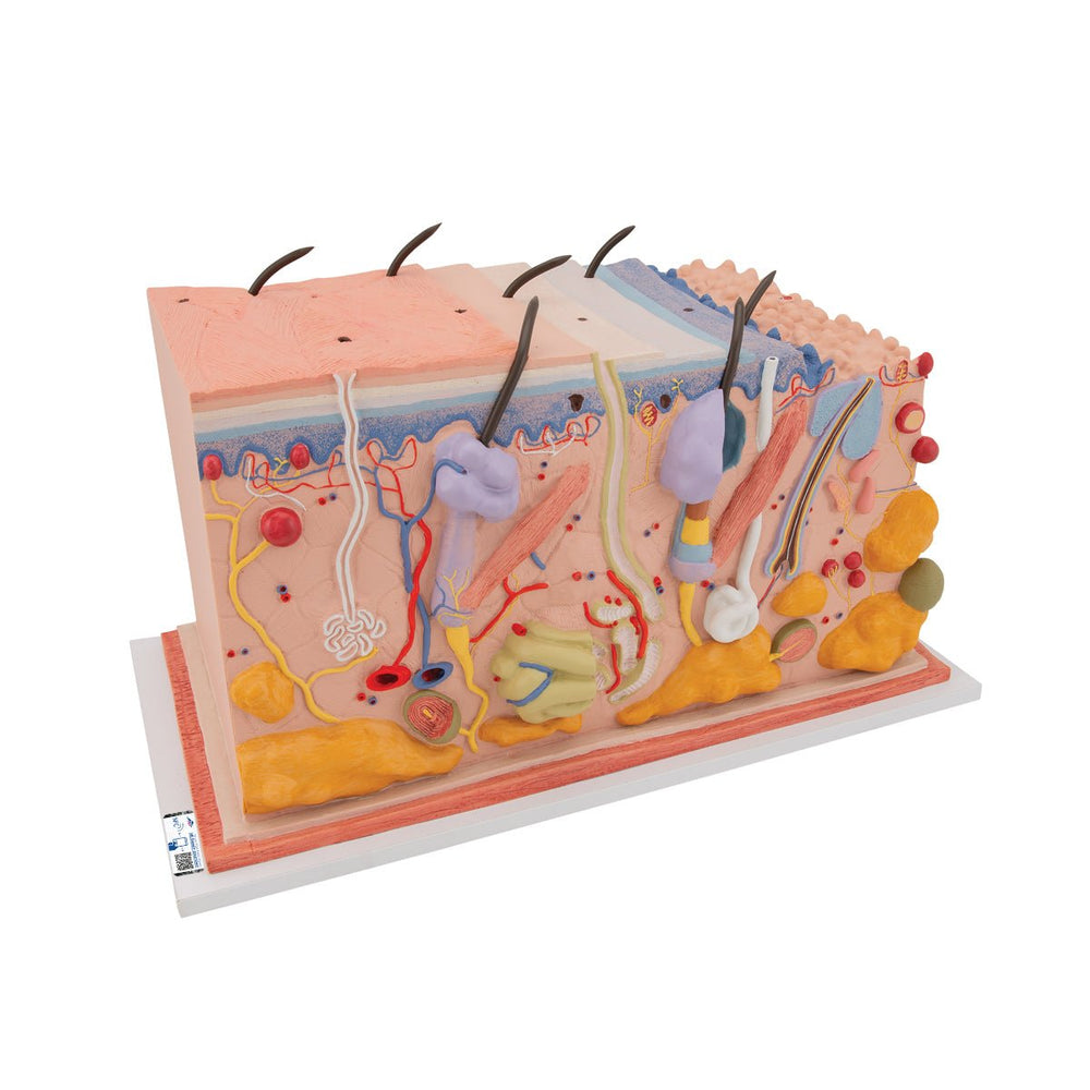 Skin, Block Model, 70 times full-size – GTSimulators.com