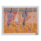 Skin Section Model, 70 times full-size