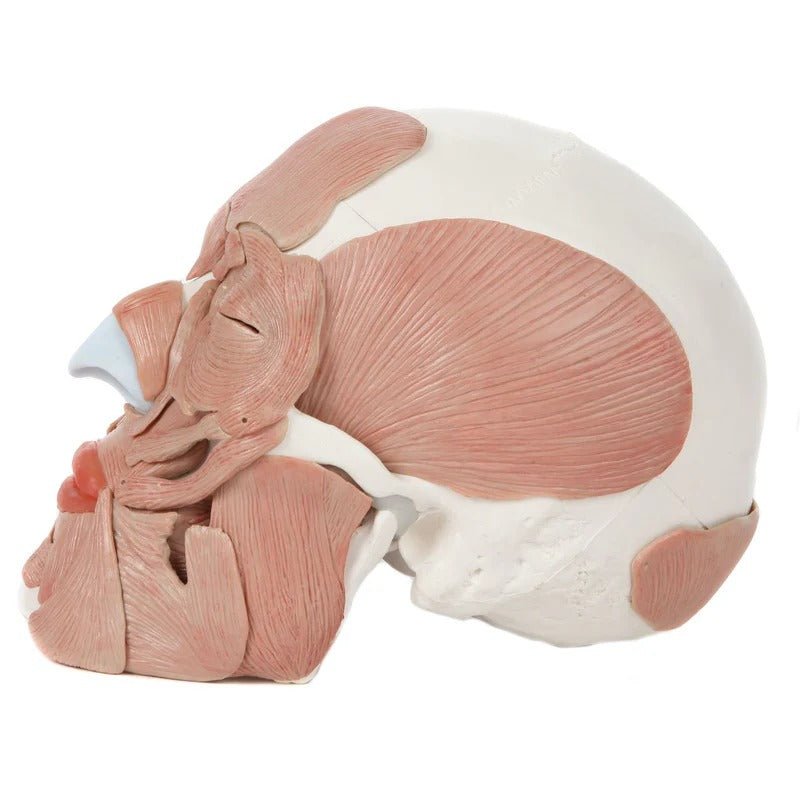 Skull with Facial Muscles Model