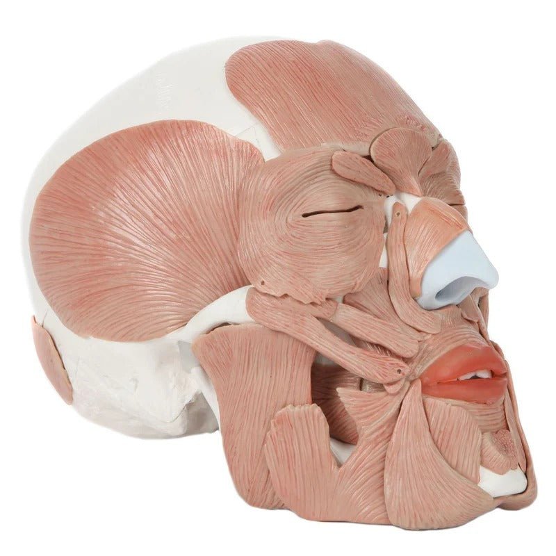 Skull with Facial Muscles Model