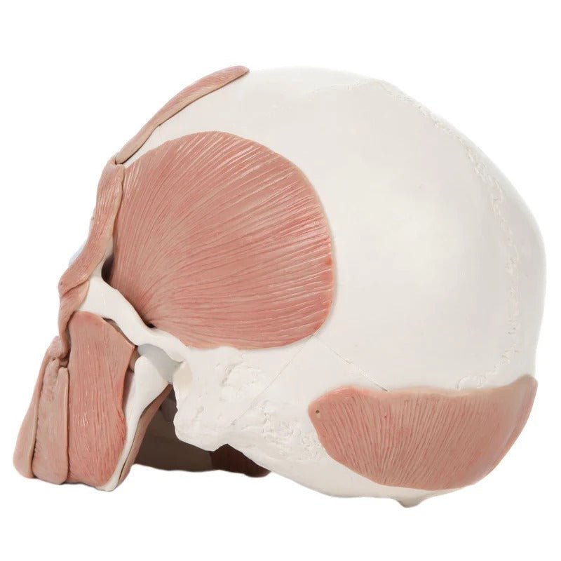 Skull with Facial Muscles Model
