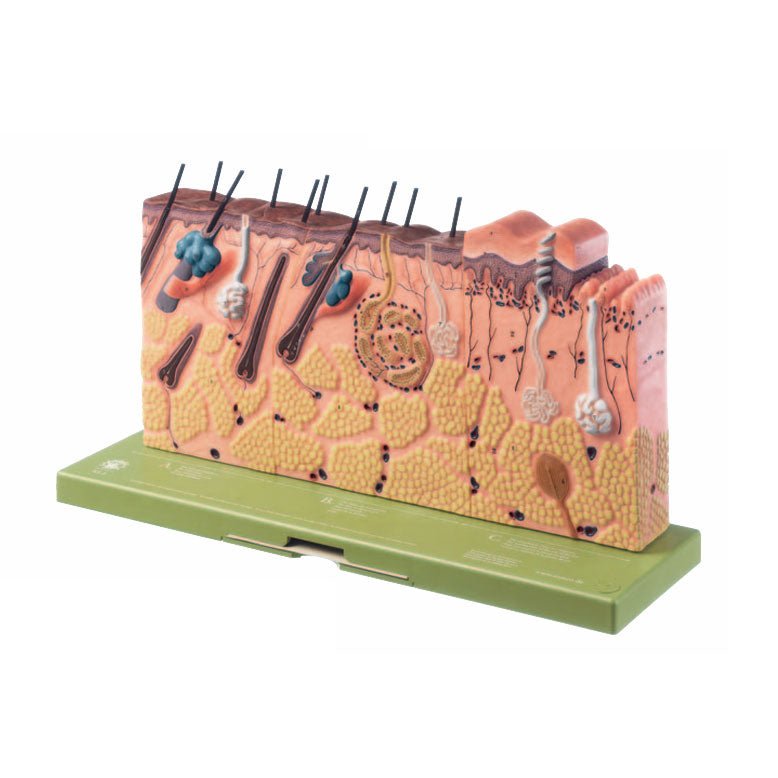 SOMSO Block Model of Section of Skin