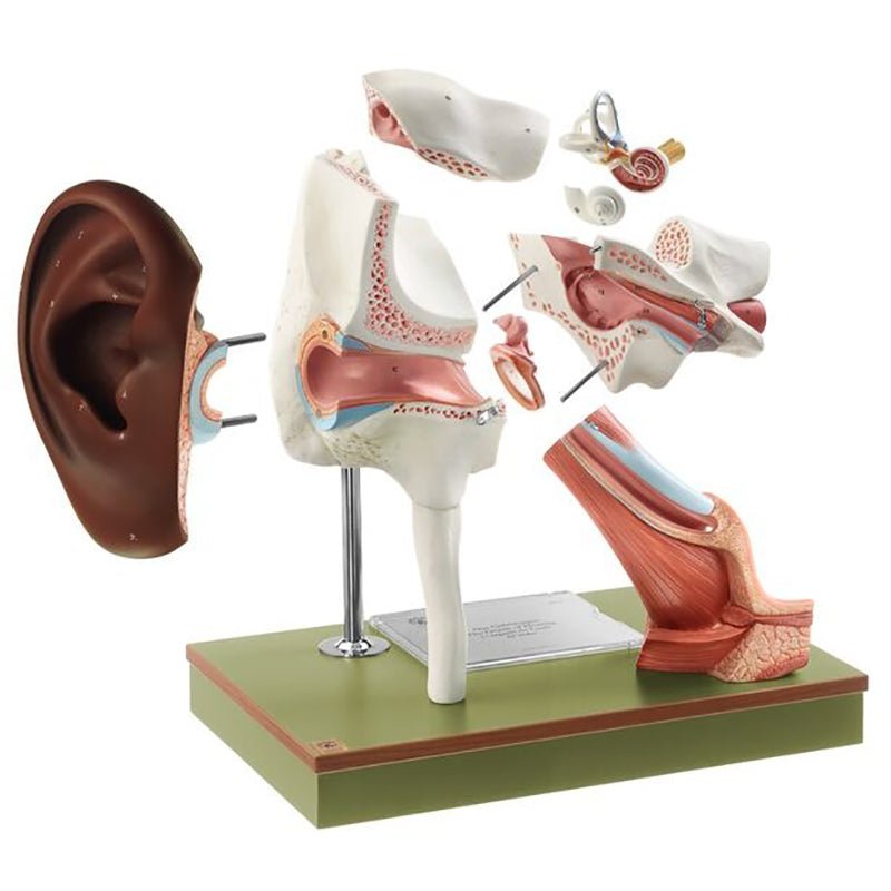 SOMSO Ear with Pinna