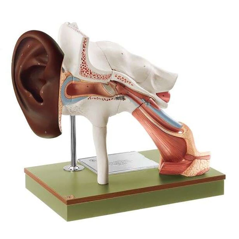 SOMSO Ear with Pinna