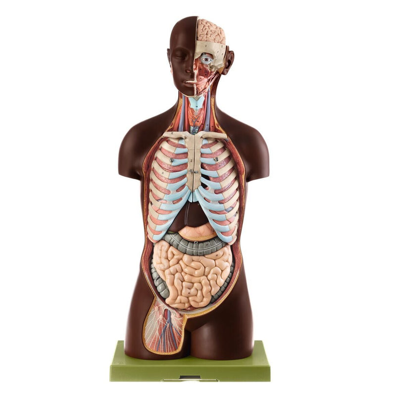 SOMSO Male Torso with Head - Natural size