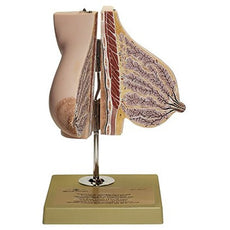 SOMSO Mammary Gland of a Nursing Woman