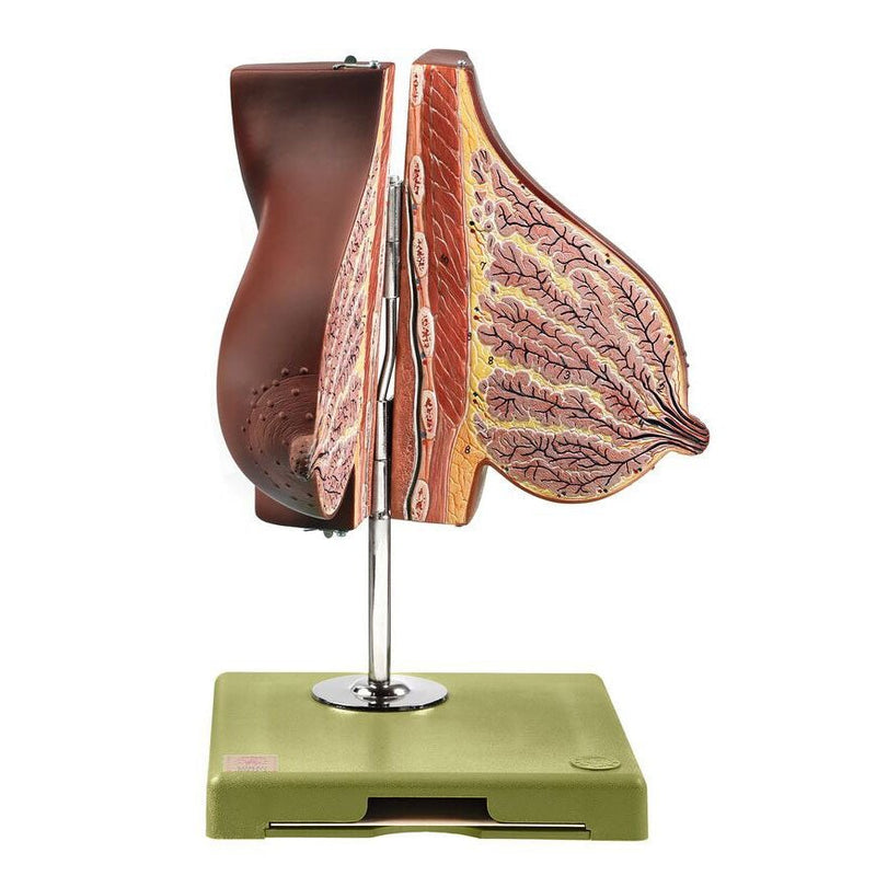 SOMSO Mammary Gland of a Nursing Woman