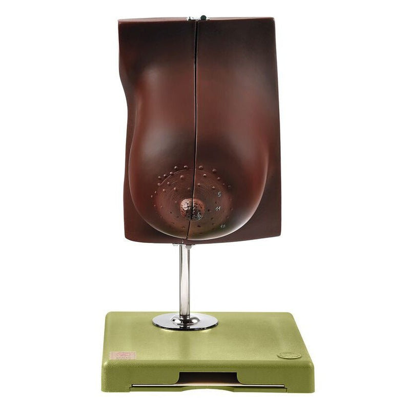 SOMSO Mammary Gland of a Nursing Woman