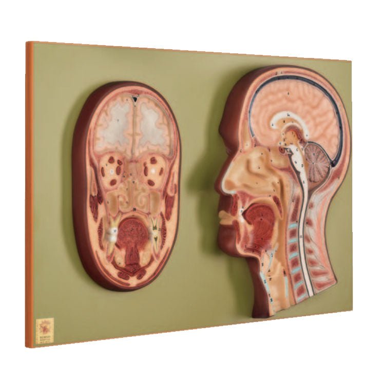 SOMSO Median and Frontal Section of the Head