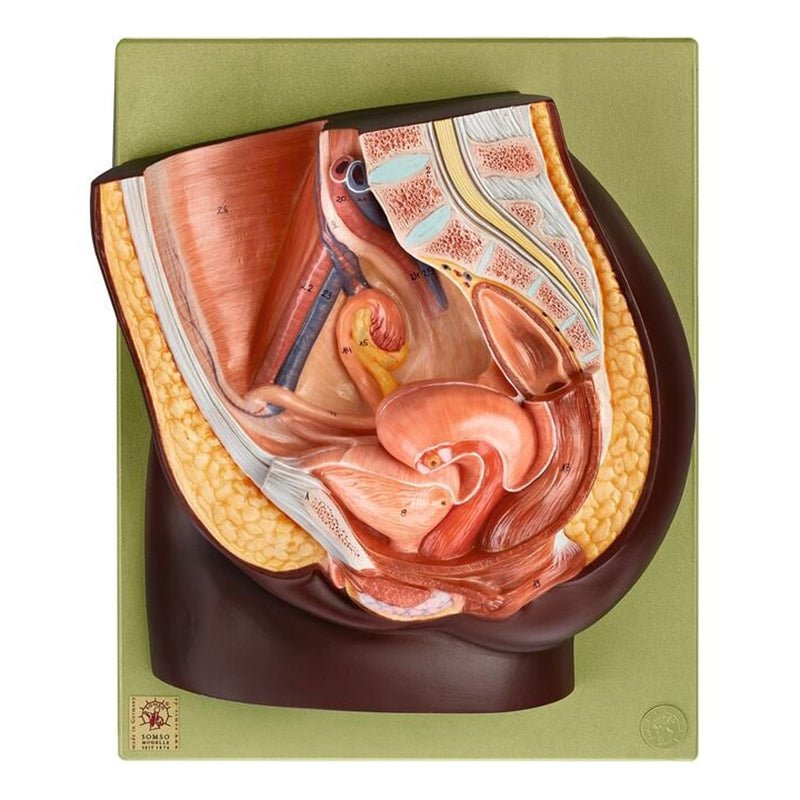 SOMSO Median Section of the Female Pelvis