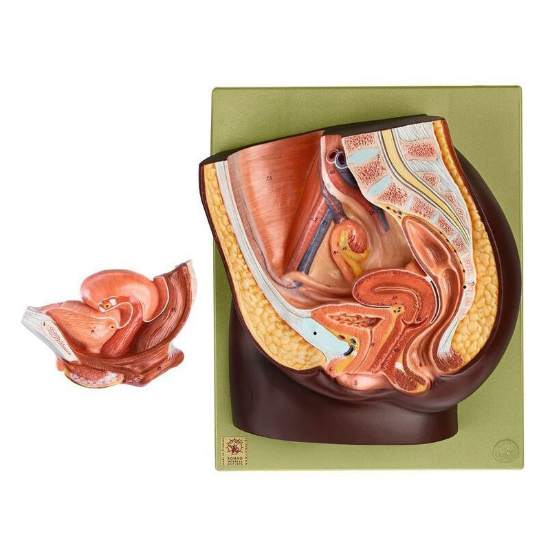 SOMSO Median Section of the Female Pelvis