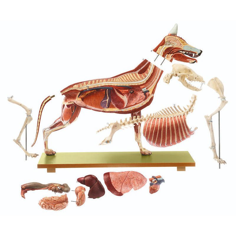 SOMSO Model of a Female German Shepherd Dog