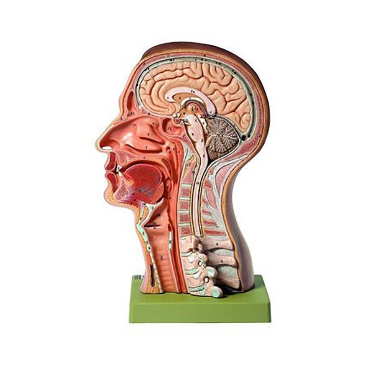SOMSO Model of the Head - Natural size