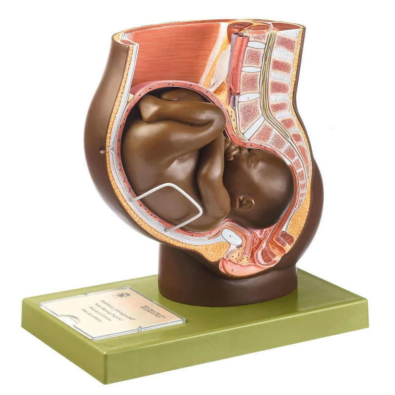 SOMSO Pelvis with Uterus in Ninth Month of Pregnancy