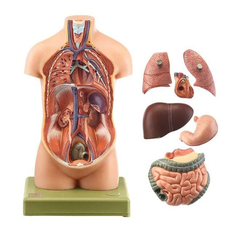 SOMSO Small Torso of Young Man without Head