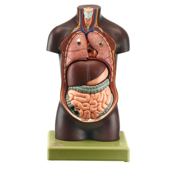 SOMSO Small Torso of Young Man without Head – GTSimulators.com