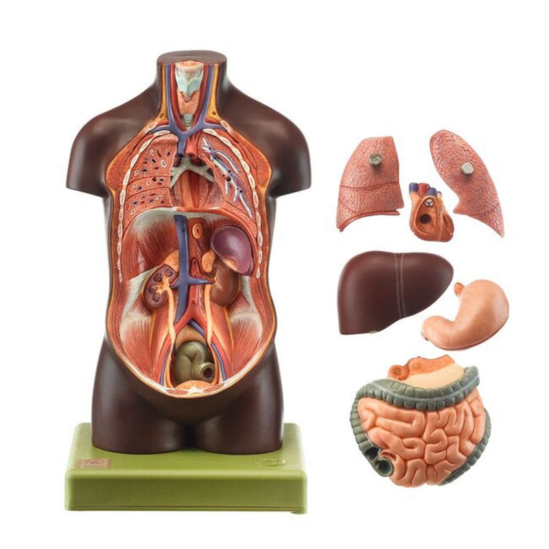 SOMSO Small Torso of Young Man without Head