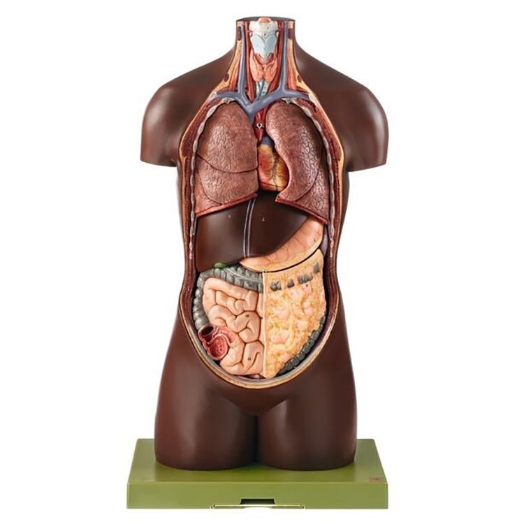 SOMSO Torso of Young Man without Head - 8 Parts