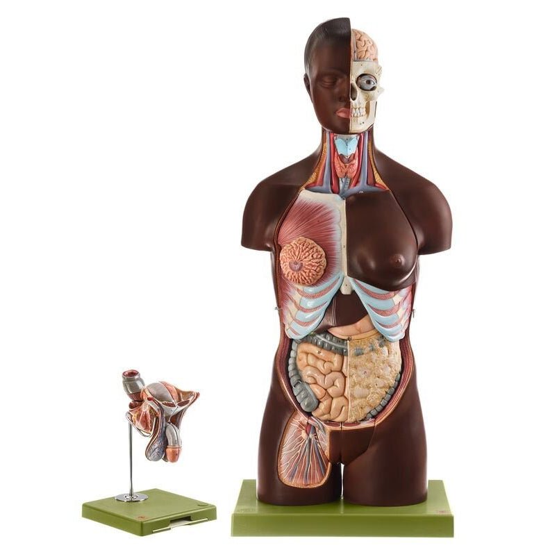 SOMSO Torso with Head and Interchangeable Genitalia - 16 Parts