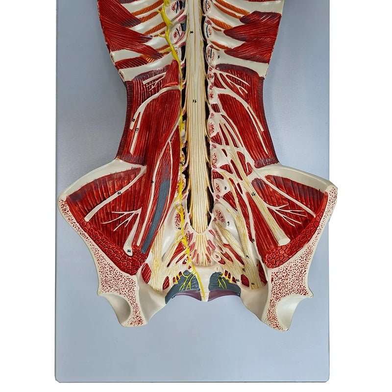 Spinal Cord Model