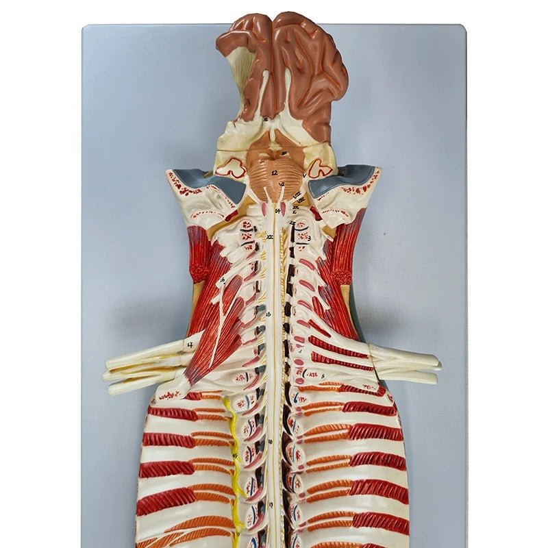 Spinal Cord Model