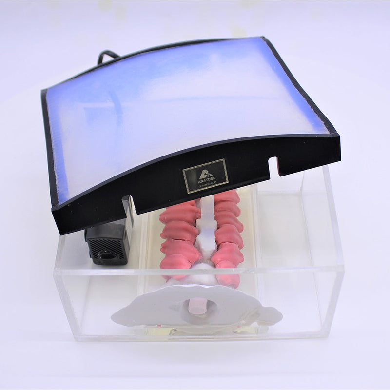 Spine Surgery Simulator For Surgical Training, Cervical