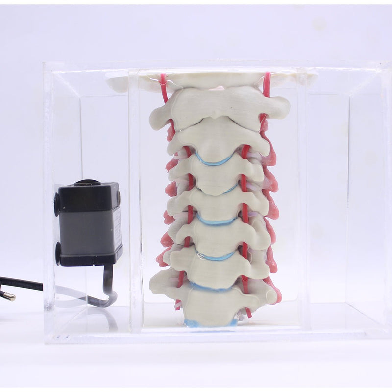 Spine Surgery Simulator For Surgical Training, Cervical