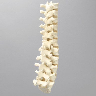 Spine, T7-L5 for Vertebroplasty Trunk #SB1513-19