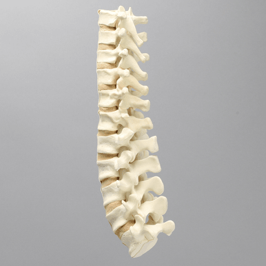 Spine, T7-L5 for Vertebroplasty Trunk #SB1513-19