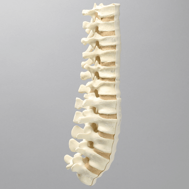 Spine, T7-L5 for Vertebroplasty Trunk #SB1513-19