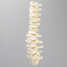 Spine, T7-L5 for Vertebroplasty Trunk #SB1513-19