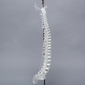 Spine with Occipital, Full, Solid Clear Plastic