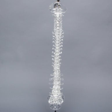Spine with Occipital, Full, Solid Clear Plastic