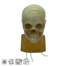 Standard Adult Head Phantom for X-Ray CT, Ultrasound and MRI