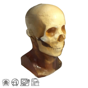 Static Adult Head Phantom for X-Ray CT, Ultrasound and MRI