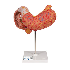 Stomach Model, 3-part