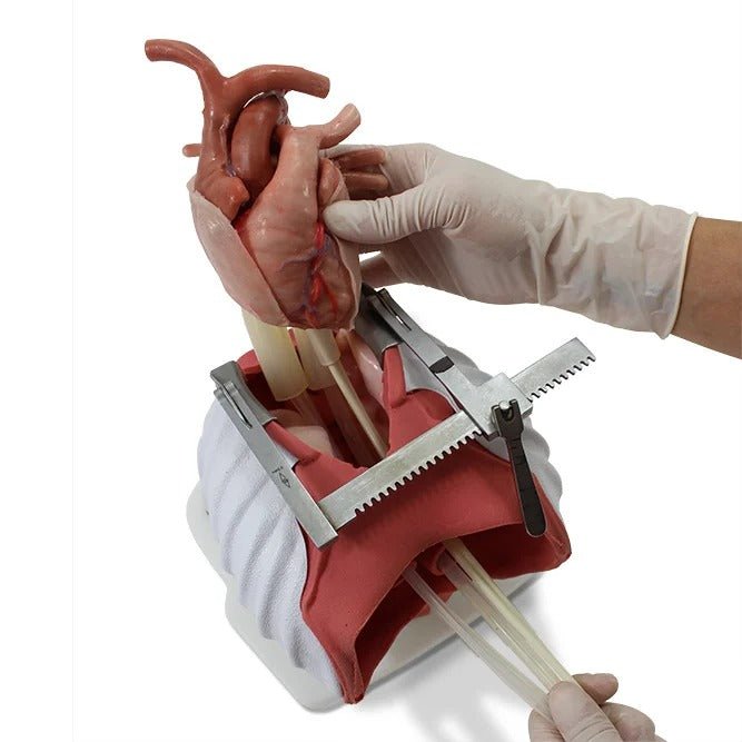 Surgical Sam Cardiothoracic Trainer