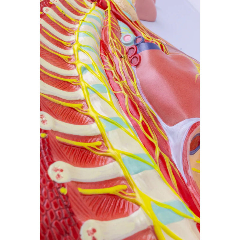 Sympathetic Nervous System Model