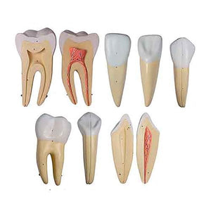 Teeth Models, 10X Enlarged, 5 Part