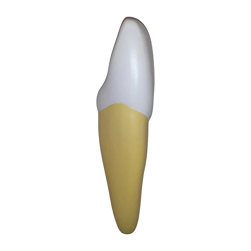 Teeth Models, 10X Enlarged, 5 Part