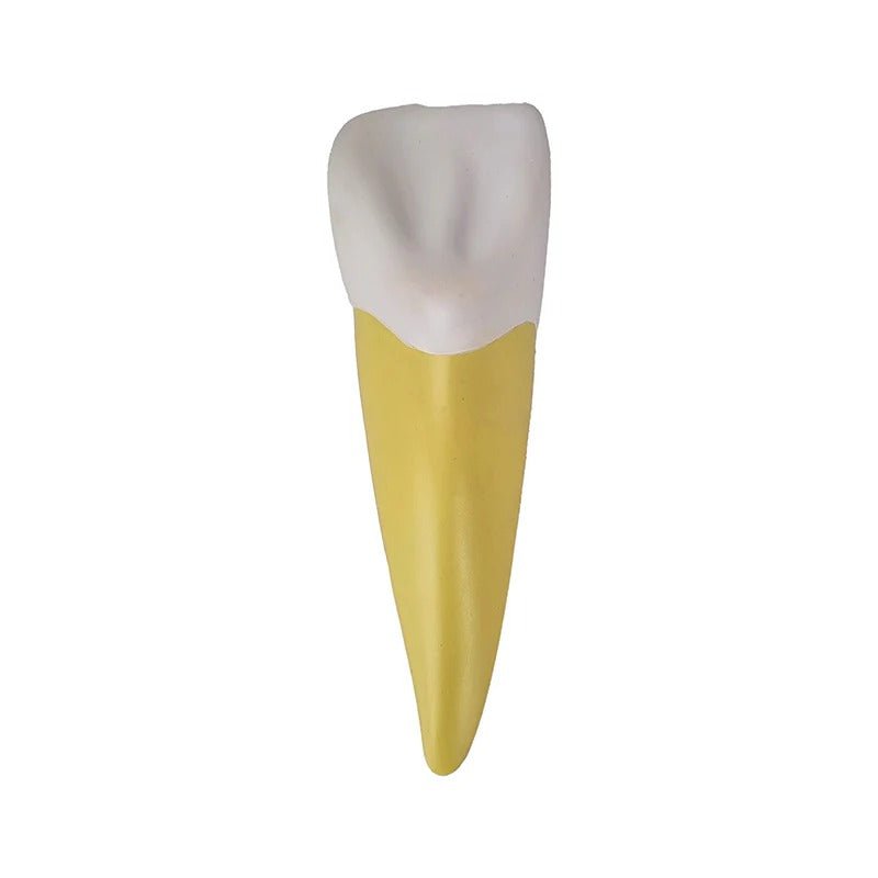 Teeth Models, 10X Enlarged, 5 Part