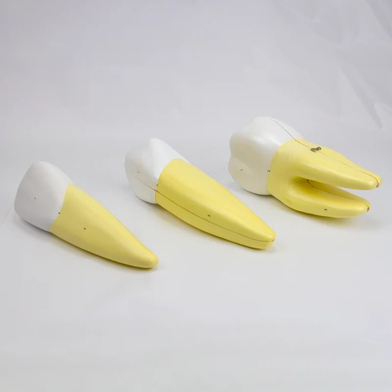 Teeth Models, 10X Enlarged, 5 Part