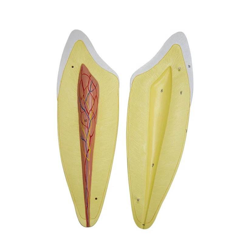 Teeth Models, 10X Enlarged, 5 Part