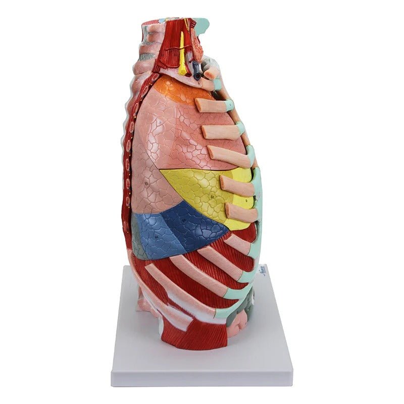 Thoracic Cavity Model, 16 Parts