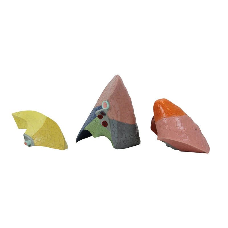 Thoracic Cavity Model, 16 Parts