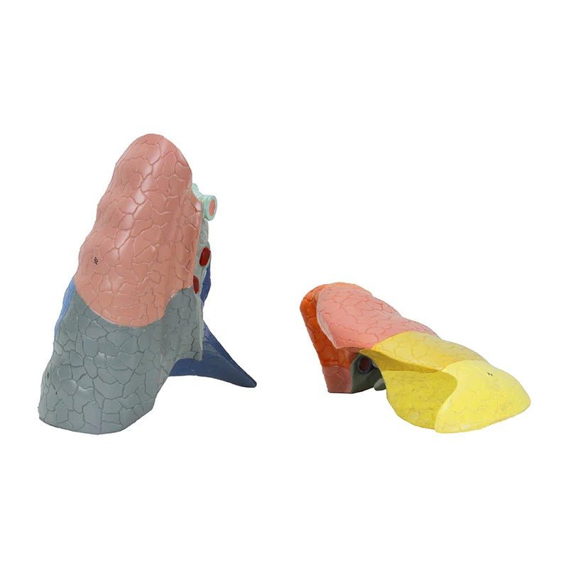 Thoracic Cavity Model, 16 Parts